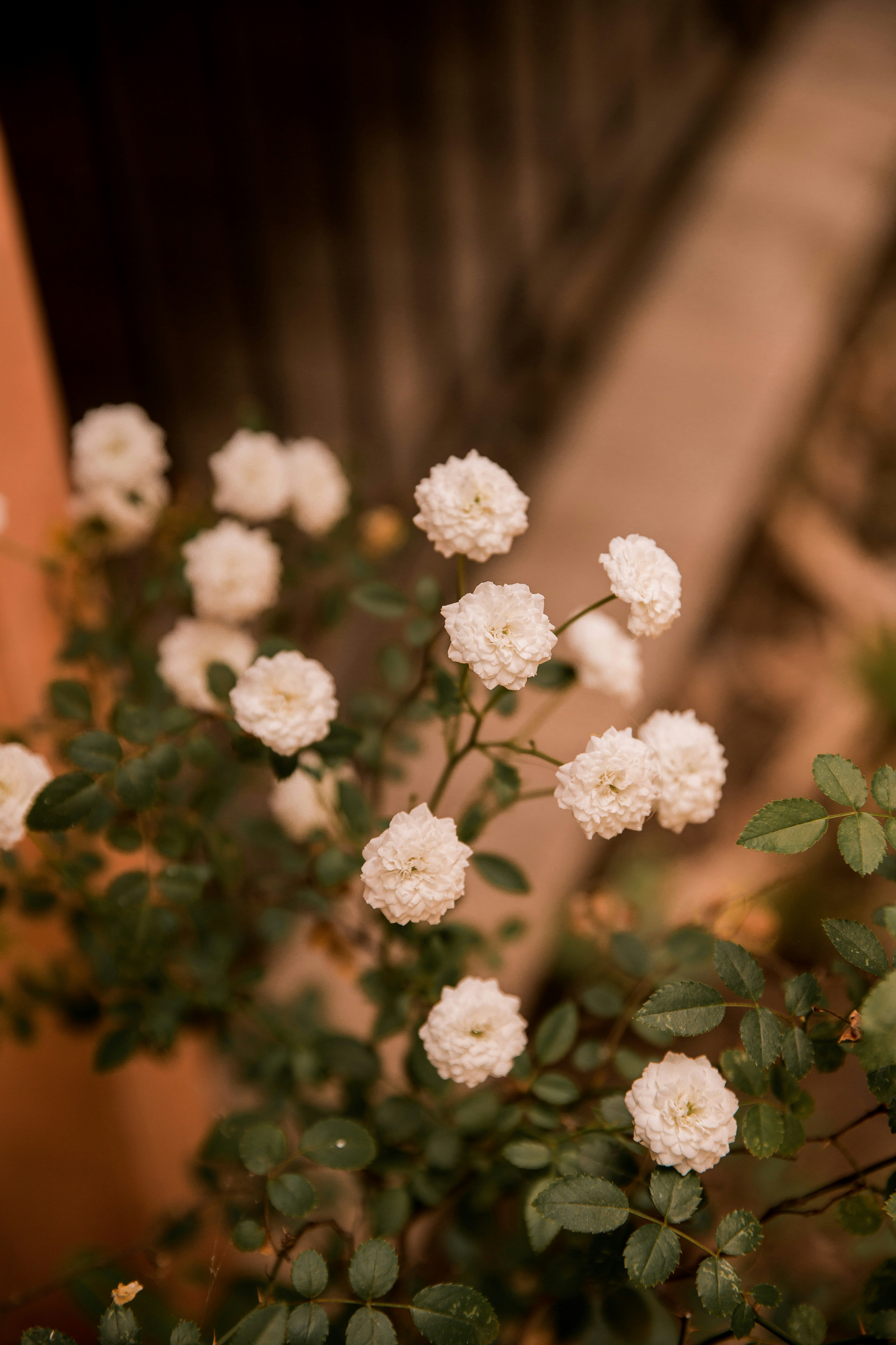 white flowers with green leaves